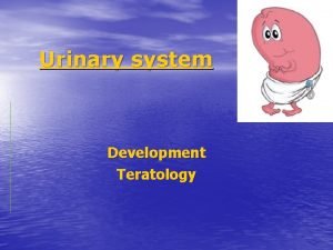 Urinary system Development Teratology Intermediary mesoderm Pronephros 3