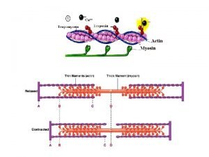 Globular Proteins Hemoglobin Myoglobin Myoglobin monomer Single peptide