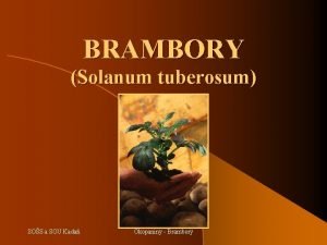 BRAMBORY Solanum tuberosum SOS a SOU Kada Okopaniny