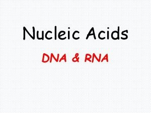 Nucleic Acids DNA RNA What do they do