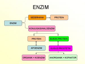 Protein enzim sederhana