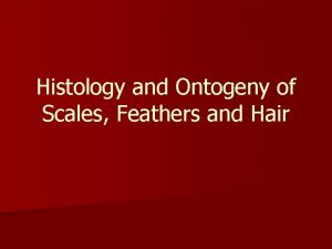 Histology and Ontogeny of Scales Feathers and Hair