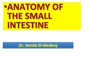 Anatomy of small intestine