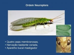 Ordem Neuroptera Quatro asas membranosas Nervao bastante variada