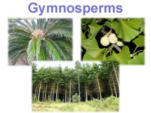 Seedless vascular plants gymnosperms