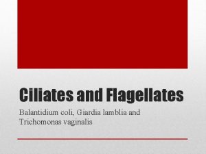 Ciliates and Flagellates Balantidium coli Giardia lamblia and