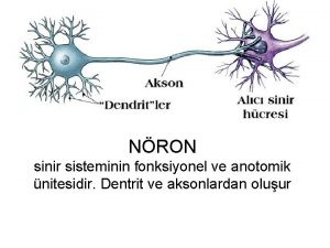 NRON sinir sisteminin fonksiyonel ve anotomik nitesidir Dentrit