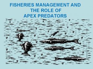 Apex fisheries
