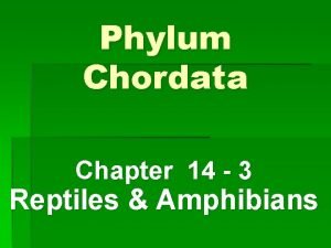 Phylum Chordata Chapter 14 3 Reptiles Amphibians Amphibians