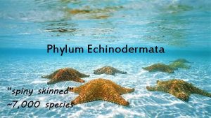 Phylum Echinodermata spiny skinned 7 000 species Characteristics