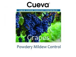 Grapes Powdery Mildew Control Powdery Mildew Control a