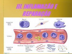 III INFLAMAO E REPARAO Inflamao ouflogoseda latiminflamare e