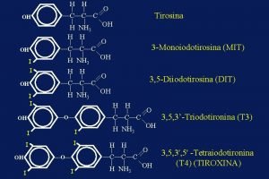 Funzione tiroidea