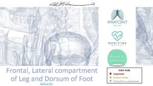 Frontal Lateral compartment of Leg and Dorsum of
