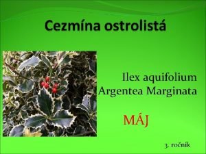 Ilex aquifolium Argentea Marginata MJ 3 ronk Cezmna