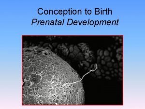 Conception to Birth Prenatal Development Prenatal Development Prenatal