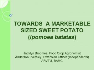 TOWARDS A MARKETABLE SIZED SWEET POTATO Ipomoea batatas