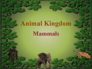 Animal Kingdom Mammals Phylum Chordata Evolutionary relationships Phylum