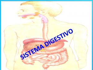 Saco digestivo