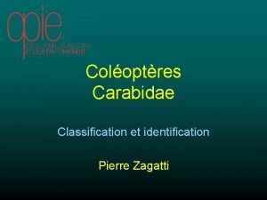 Coloptres Carabidae Classification et identification Pierre Zagatti Les