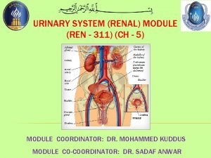 Renal system