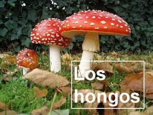 Los hongos La clasificacin de los seres vivos