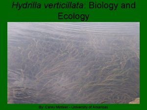 Hydrilla verticillata Biology and Ecology By Carey Minteer