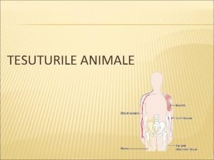 Alcatuite din celule fibre si substanta fundamentala