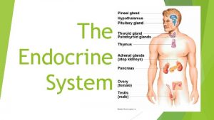 Endocrine glands
