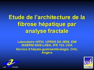 Etude de larchitecture de la fibrose hpatique par