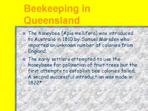 Beekeeping in Queensland n The honeybee Apis mellifera