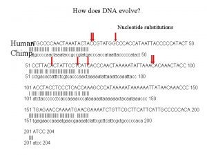 How does DNA evolve Nucleotide substitutions 1 ATGCCCCAACTAAATACTACCGTATGGCCCACCATAATTACCCCCATACT