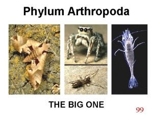 Arthropoda