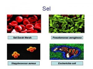 Sel Darah Merah Stapylococcus aureus Pseudomonas aeruginosa Escherichia