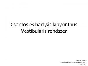 Labyrinthus osseus auris internae