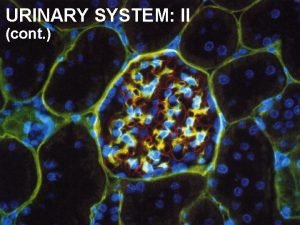 Macula densa cells