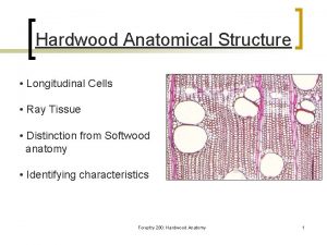 Softwood anatomy