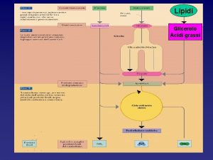 Lipidi Glicerolo Acidi grassi DEGRADAZIONE dei GRASSI Gli