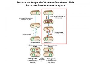 Procesos por los que el ADN se transfiere