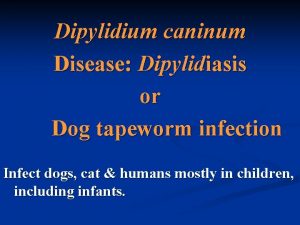 Dypilidium caninum