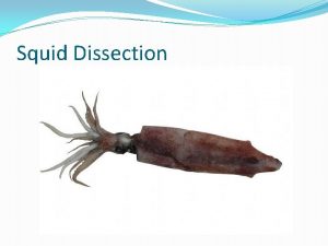 External squid anatomy