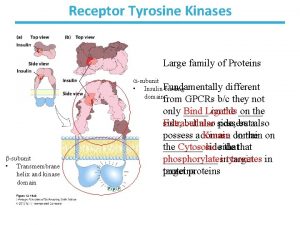 Receptor Tyrosine Kinases Large family of Proteins asubunit