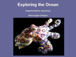 Exploring the Ocean Hapalochlaena maculosa Blueringed Octopus The