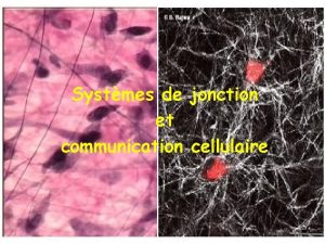 Systmes de jonction et communication cellulaire Communication cellulaire