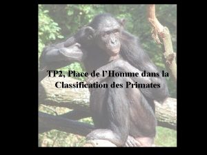 Arbre phylogénétique hominidés