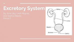 Major functions of the excretory system