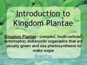 Plant - multicellular eukaryote of the kingdom plantae