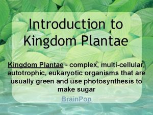 Multicellular autotrophic eukaryotic