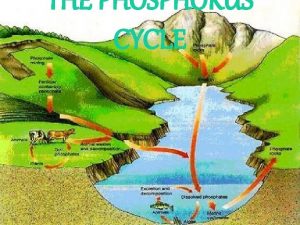 THE PHOSPHORUS CYCLE WHAT IS THE PHOSPHORUS CYCLE