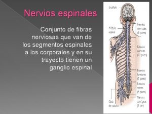 Nervios espinales Conjunto de fibras nerviosas que van